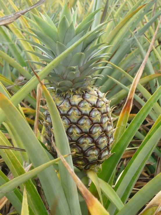 a pineapple growing in the middle of a field, by Robert Brackman, flickr, sōsaku hanga, very crisp details, jungle fruit, fronds, 2 years old