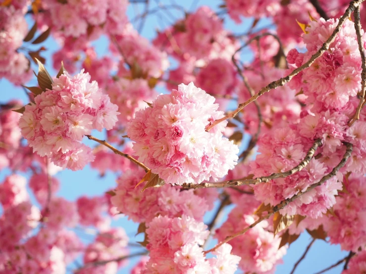 a close up of pink flowers on a tree, 🎀 🗡 🍓 🧚, avatar image, japanese flower arrangements, very sunny weather