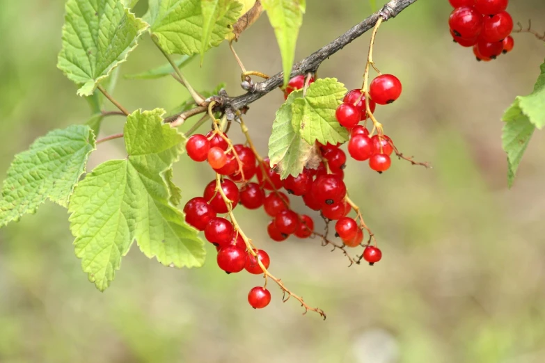 a bunch of red berries hanging from a tree, by Karl Völker, shutterstock, bauhaus, birch, avatar image, soft chin, injured