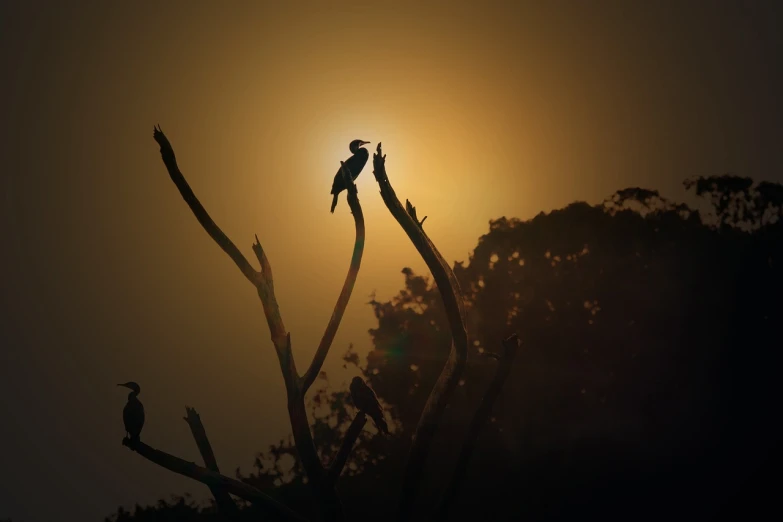 a couple of birds sitting on top of a tree branch, a photo, by Sudip Roy, shutterstock, romanticism, cinematic back lit lighting, an award winning photo, suns, ethereal macaw