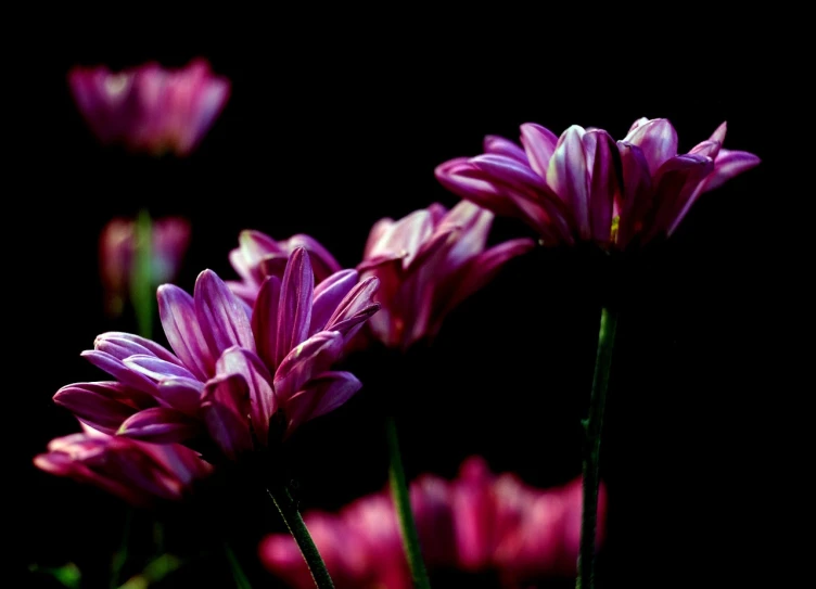 a group of purple flowers against a black background, by Arie Smit, pink sunlight, colorful high contrast hd, chrysanthemums, low angle photo