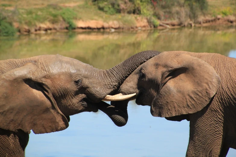 two elephants standing next to each other near a body of water, by Dean Ellis, flickr, kissing together, reaching out to each other, close-up fight, thumbnail