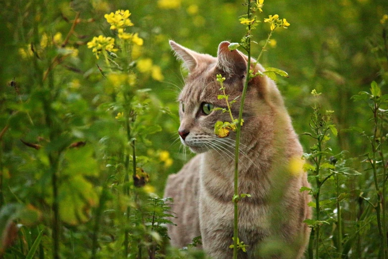 a close up of a cat in a field of flowers, a picture, by Alvan Fisher, pixabay, romanticism, yellow and greens, smokey, hunting, view from the side”