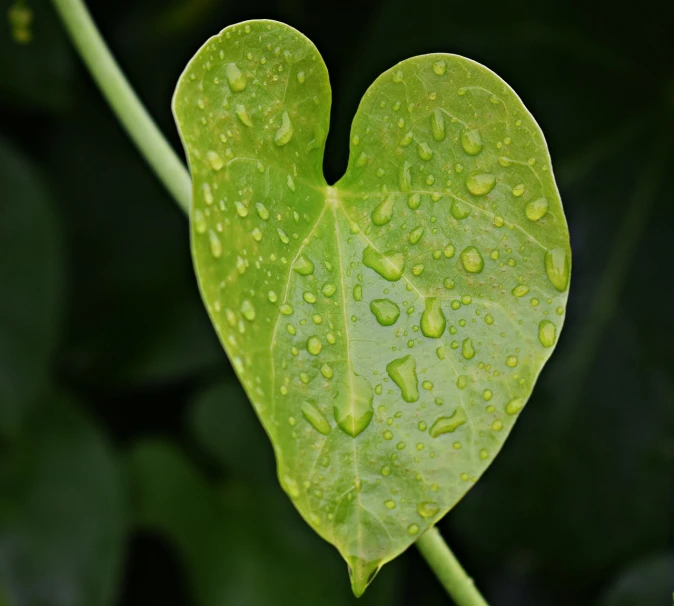 a green leaf with water droplets on it, a picture, hurufiyya, forming a heart with their necks, endangered, monsoon on tropical island, high res photo