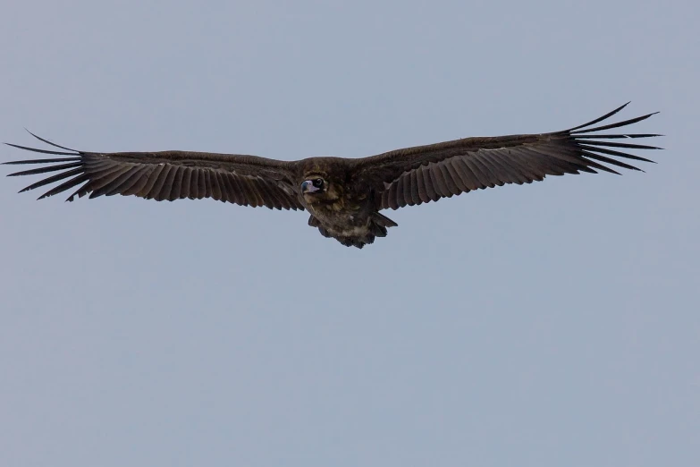 a large bird flying through a blue sky, hurufiyya, about 3 5 years old, vulture, 1/1250sec at f/2.8, panorama