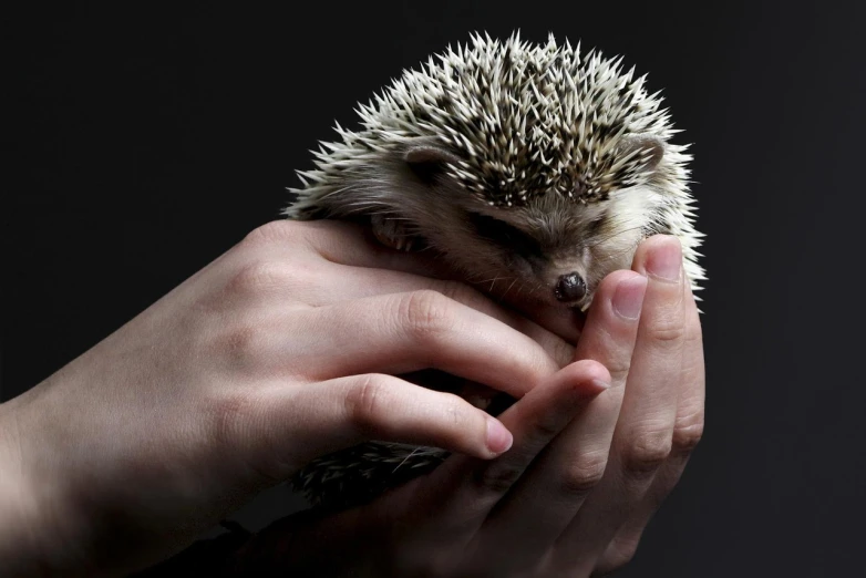 a close up of a person holding a hedgehog, by Adam Chmielowski, fine art, on black background, high res photo, highly polished, very accurate photo