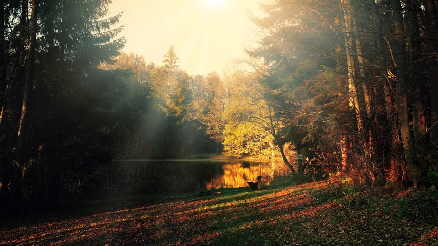 a forest filled with lots of trees next to a lake, a picture, romanticism, beautiful raking sunlight, golden filter, autum garden, bursting with holy light