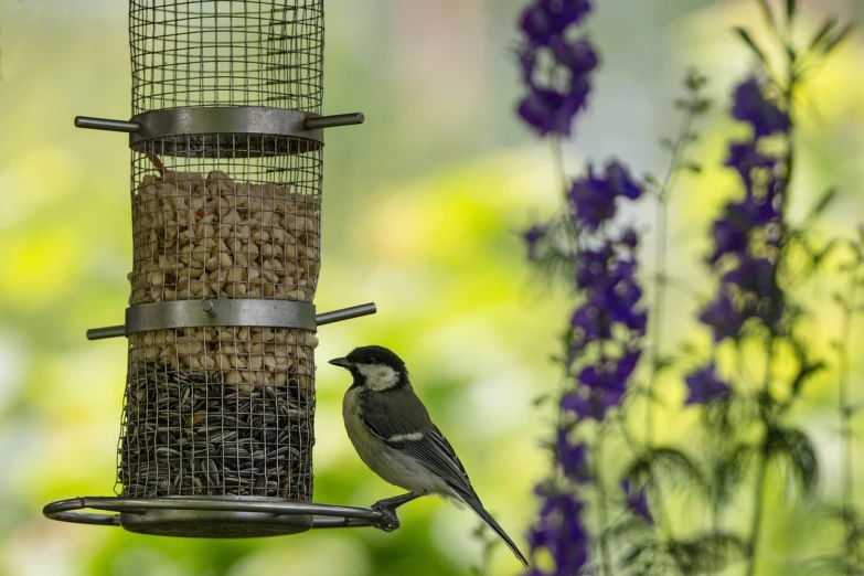 a bird sitting on top of a bird feeder, by Martina Krupičková, nature outside, high detail product photo, seeds, snacks