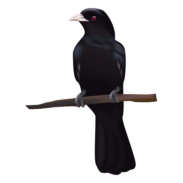 a black bird sitting on a branch of a tree, an illustration of, by Paul Bird, shutterstock, long thick shiny black beak, 3/4 view realistic, purple. smooth shank, red-eyed