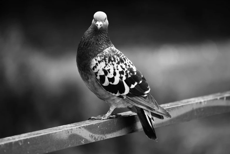 a black and white photo of a pigeon, a black and white photo, by Jan Kupecký, trending on pixabay, baroque, 4k photography high quality, lone female, highly ornamental, old male