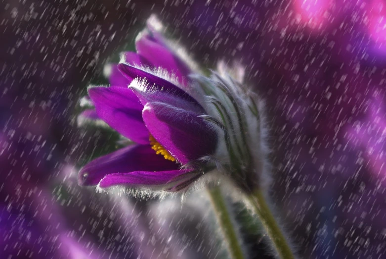 a close up of a purple flower in the rain, inspired by Igor Zenin, romanticism, falling snow, background image, illustration, early spring