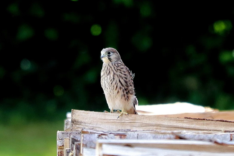 a bird sitting on top of a piece of wood, by Dave Allsop, flickr, happening, portrait of merlin, reading, high details!, on a landing pad