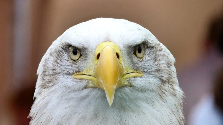 a close up of a bald eagle's face, by Tom Carapic, high res photo, taken in zoo, frown!, closeup photo