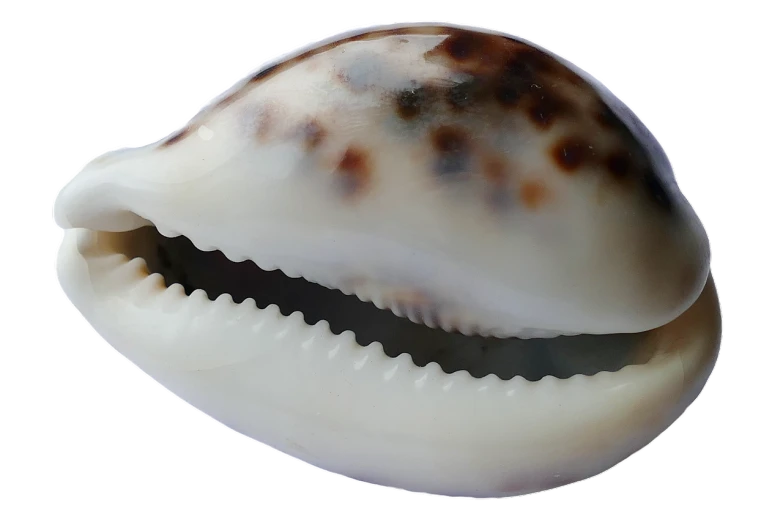 a close up of a cowrie shell on a black background, an illustration of, hurufiyya, white with black spots, small jaw, extremely polished, 3 4 5 3 1