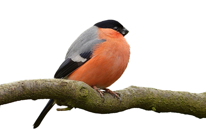 a bird sitting on top of a tree branch, a pastel, by Vladimír Vašíček, trending on pixabay, bauhaus, long thick shiny black beak, fluffy orange skin, professional studio photograph, red bird