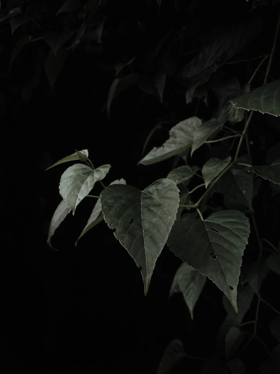 a black and white photo of a leafy plant, a picture, inspired by Elsa Bleda, unsplash, art photography, very dark with green lights, poison ivy, 8k 28mm cinematic photo, trees with lots of leaves