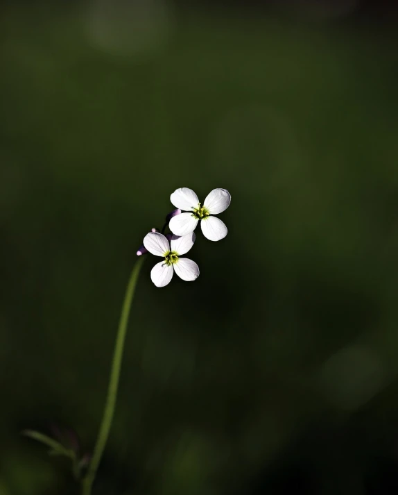 a small white flower sitting on top of a lush green field, a macro photograph, minimalism, against dark background, violet polsangi, rendered image, young and slender