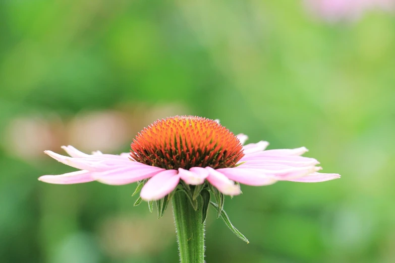 a close up of a flower with a blurry background, a picture, renaissance, cone shaped, very sharp photo