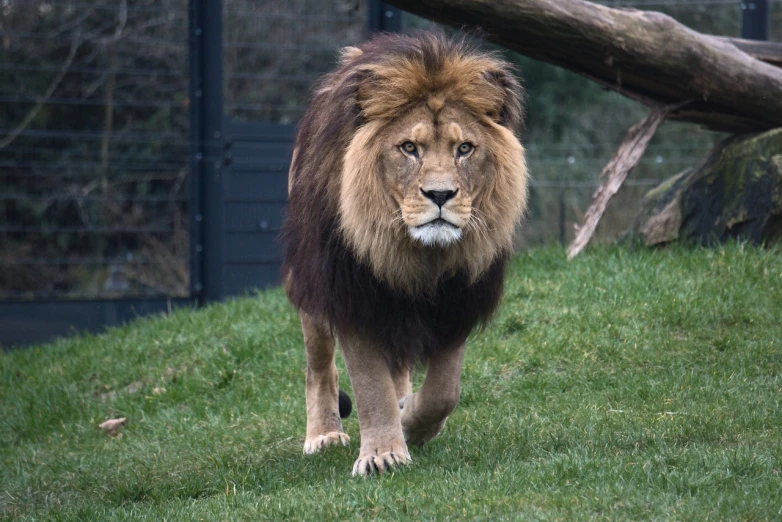 a lion walking across a lush green field, a portrait, flickr, in the zoo exhibit, portrait of rugged zeus, running towards camera, iso: 400