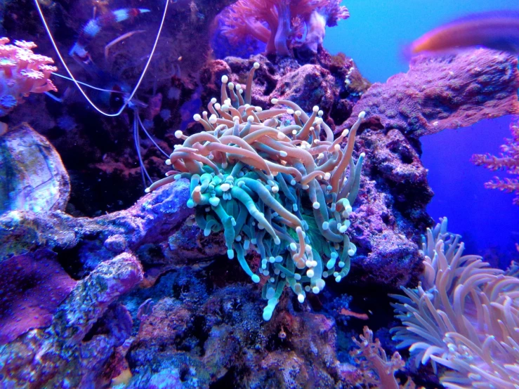 a close up of a sea anemone in an aquarium, flickr, romanticism, overgrown with colorful coral, cool blue and green colors, dlsr photo