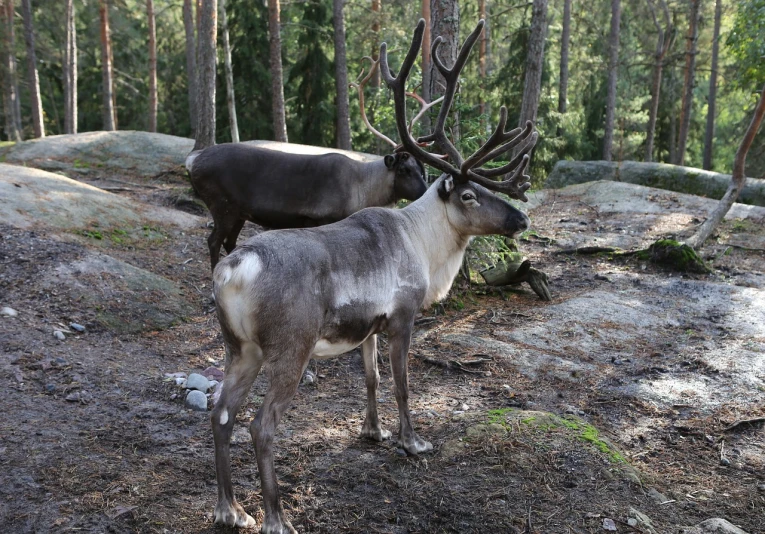 a couple of reindeer standing next to each other in a forest, flickr, museum quality photo, front and side view, outdoor photo