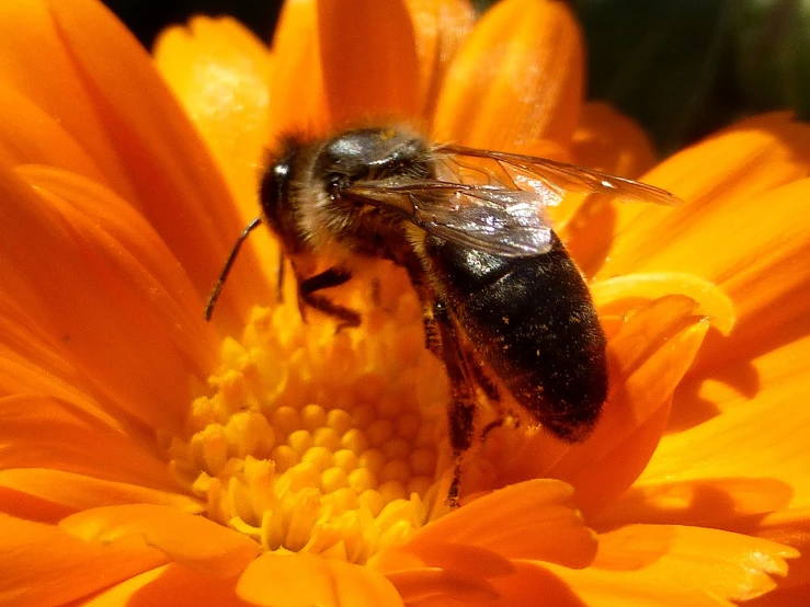 a close up of a bee on a flower, a macro photograph, by Robert Brackman, vanitas, orange and black, beautiful sunny day, black and orange, bees