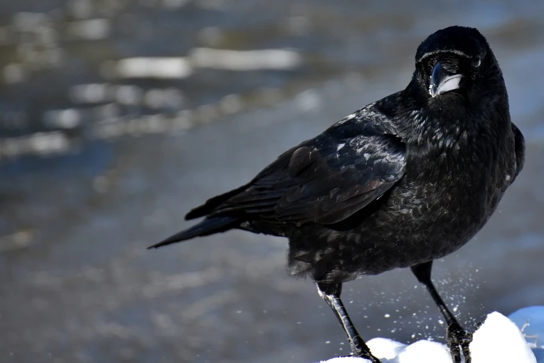 a black bird standing on top of snow covered ground, a portrait, renaissance, black shiny eyes, high res photo