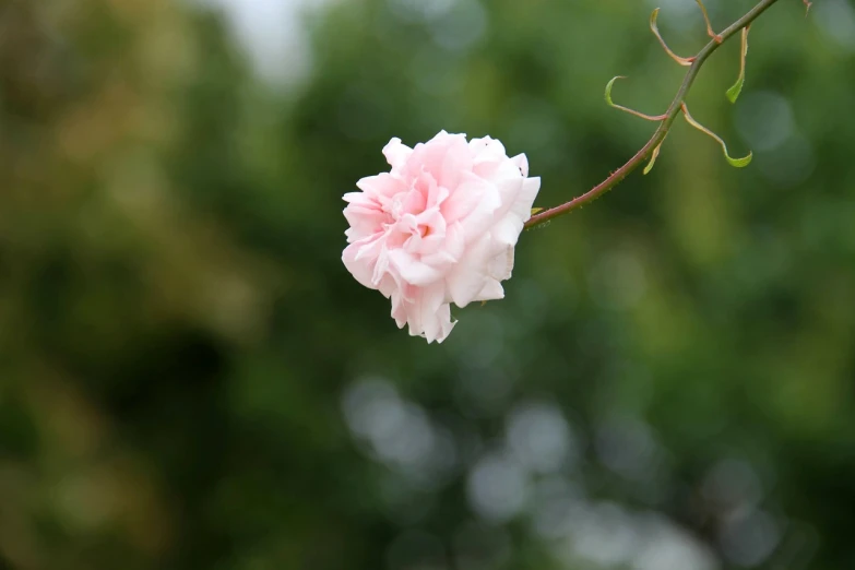 a close up of a pink flower on a tree branch, a picture, by An Zhengwen, carnation, slight overcast weather, full res, float