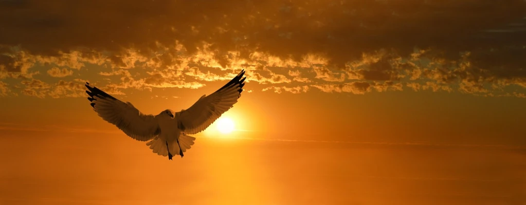 a bird that is flying in the sky, trending on pixabay, romanticism, sun rising, to fathom hell or soar angelic, épaule devant pose, ian david soar