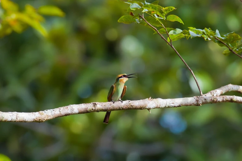 a small bird sitting on top of a tree branch, shutterstock, hurufiyya, thailand, with a very large mouth, high quality photos, gold and green