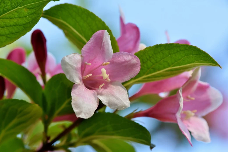 a close up of a pink flower with green leaves, by Phyllis Ginger, shutterstock, apple blossoms, fuchsia and blue, high detail photo, springtime morning