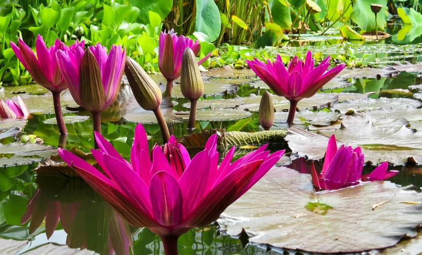 a group of pink flowers floating on top of a body of water, a photo, by Robert Brackman, sumatraism, pond with frogs and lilypads, vivid colors!, gardening, purple and scarlet colours