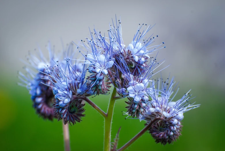 a close up of a flower with a blurry background, by Jacob Kainen, flickr, hurufiyya, blue flowers accents, intricate hyperdetail macrophoto, close up of iwakura lain, beautiful flower