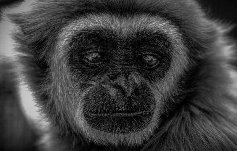 a black and white photo of a monkey, a portrait, by Andrew Geddes, fine art, hdr detail, extremely detailed face!, portrait of a old, karen vikke