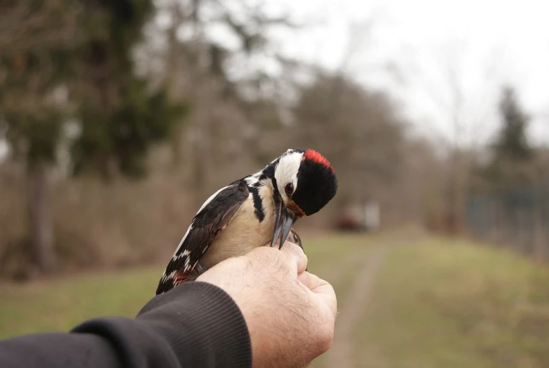 a close up of a person holding a bird, by Dietmar Damerau, happening, spots, with a gullet at the end, outdoor photo, long thick shiny black beak