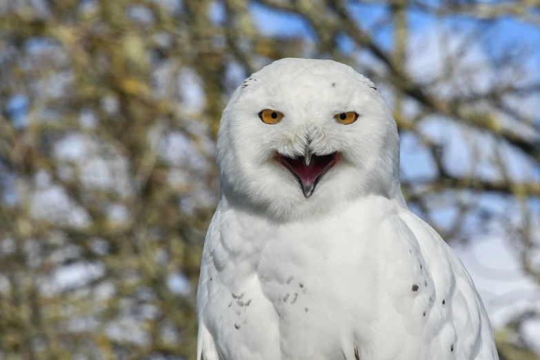 a white owl sitting on top of a wooden post, a portrait, by Raymond Normand, shutterstock, laughing and yelling, closeup of a snow owls face, while smiling for a photograph, stock photo