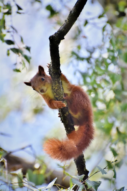 a squirrel sitting on top of a tree branch, a photo, by Marten Post, shutterstock, high quality photos, relaxing after a hard day, an illustration, tourist photo