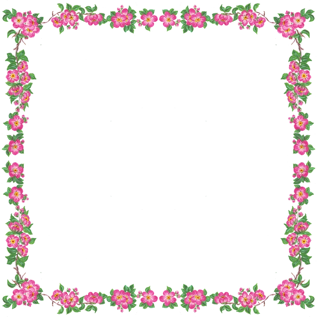 a black background with pink flowers and green leaves, a digital rendering, flickr, ornate border frame, black backround. inkscape, colorful picture, 3 2 x 3 2