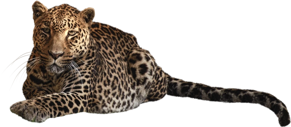 a close up of a leopard on a black background, a digital rendering, flickr, sumatraism, lying dynamic pose, -h 1024, on clear background, tail raised