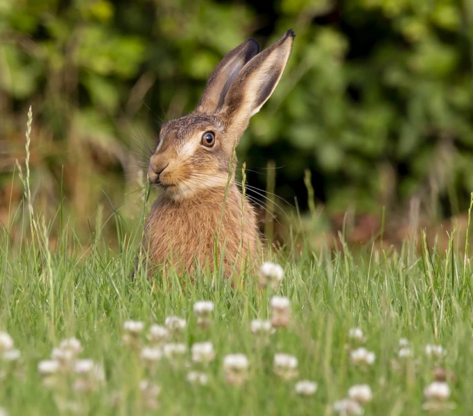 a rabbit that is sitting in the grass, by Peter Scott, contest winner 2021, yorkshire, 1/1000 sec shutter, beautiful scene