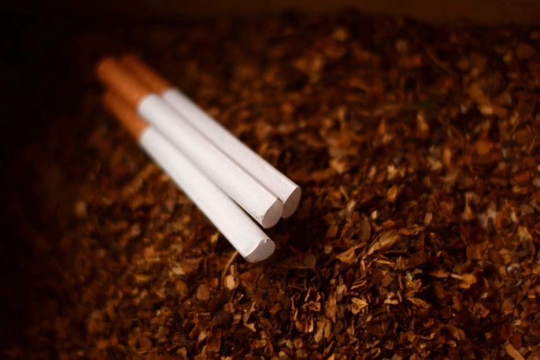 a couple of cigarettes sitting on top of a pile of leaves, by Julian Fałat, shutterstock, hyperrealism, close-up product photo, dark sienna and white, stock photo, taking tobacco snuff