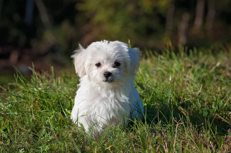 a small white dog sitting in the grass, perfectly shaded, puffy, how to, pitt
