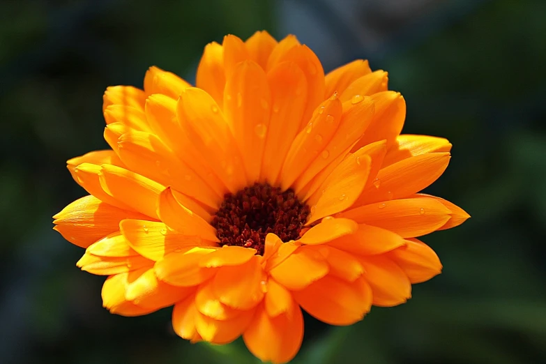 a close up of a bright orange flower, a picture, by Jan Rustem, beautiful flower, marigold, dew, bright sunshine