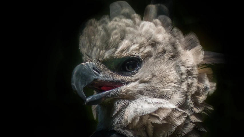 a close up of a bird of prey, a portrait, by Jan Rustem, harpy eagle framed photo, color and contrast corrected, texturized, looking cute