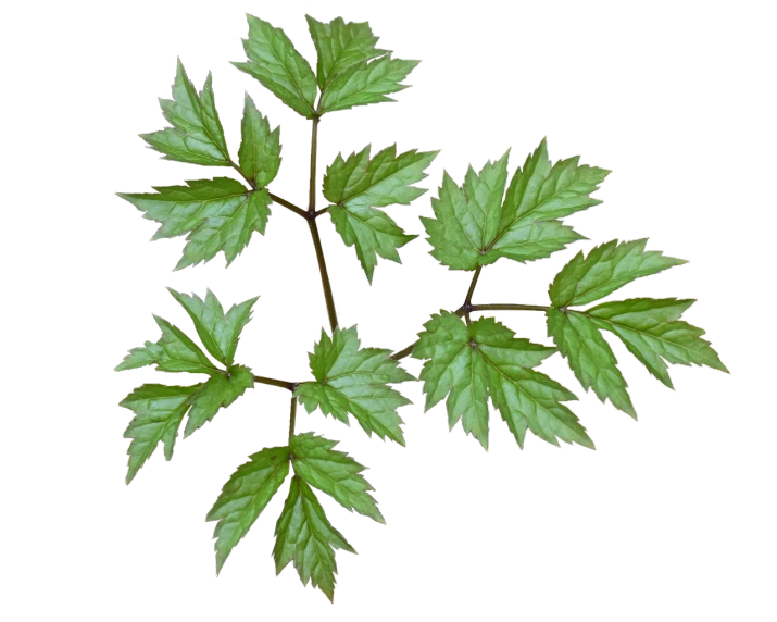 a close up of a plant with green leaves, a digital rendering, hurufiyya, canadian maple leaves, with a black background, image dataset, top - down photo