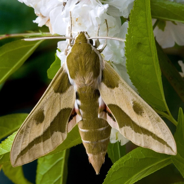 a close up of a moth on a flower, by Robert Brackman, flickr, hurufiyya, creeper, ash, male with halo, pallid skin