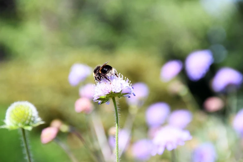 a bee sitting on top of a purple flower, by Alison Watt, in a sunny day, highly detailed photo, dof wide, various posed