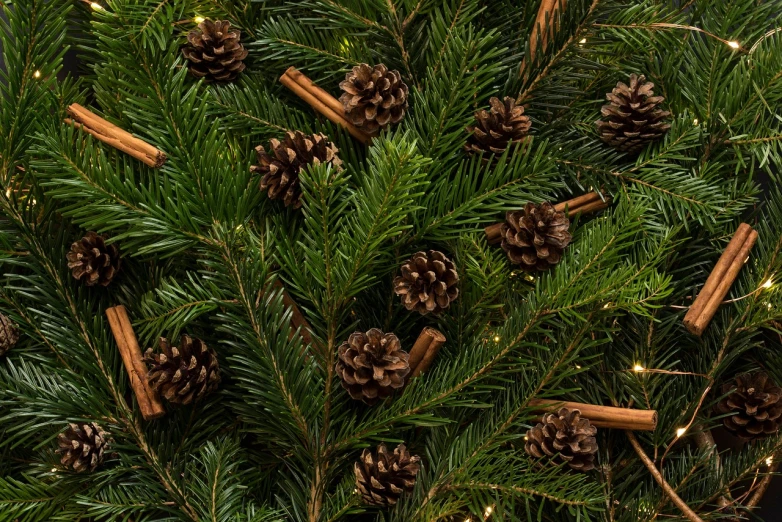 a close up of a bunch of pine cones on a tree, inspired by Ernest William Christmas, high quality product image”