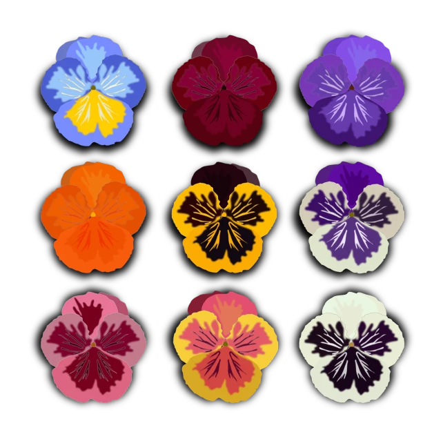 a bunch of different colored flowers on a black background, an illustration of, flickr, pop art, symmetry illustration, rorsach path traced, kubrick, manuka