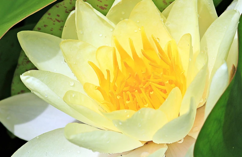 a close up of a yellow water lily, a picture, by Robert Peak, soft and intricate, 3 4 5 3 1, carefully designed, clear detailed view